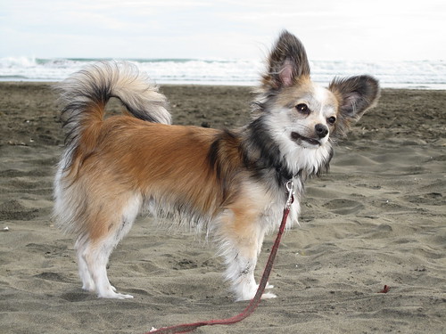 Alfie at Bethells Beach