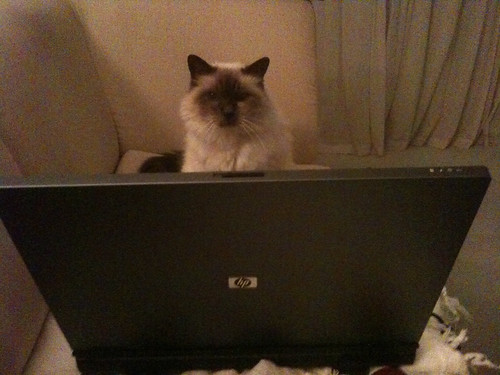 What is that Dog doing there?