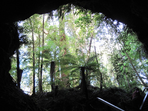 Hobbits view of NZ Bush?