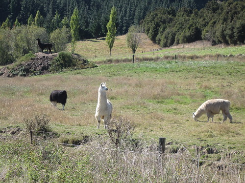 Kaikoura Inalnd Rd