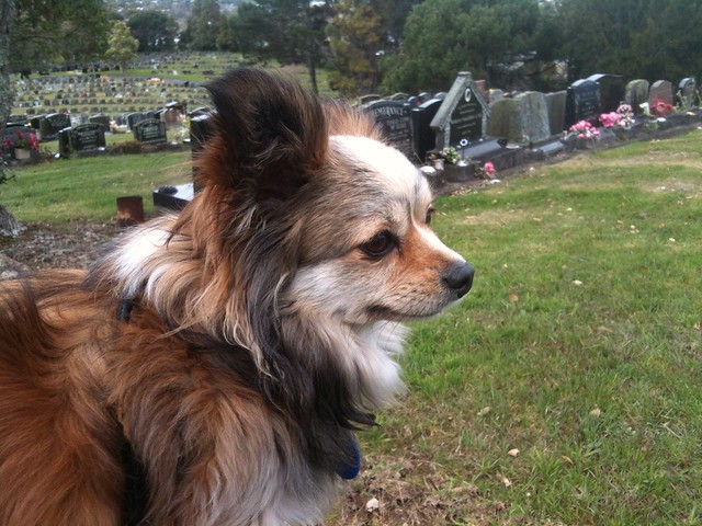 Canine contemplation?