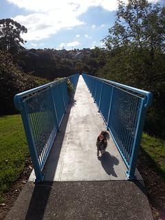 Alfie on Massey to West Harbour footbridge