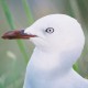 About Me Photo 80x80 gull