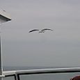 Jonathan Livingston Seagull?