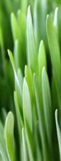 Cams_grass