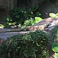 Komodo Dragon (was about 3m long)