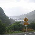 Penguin Crossing?