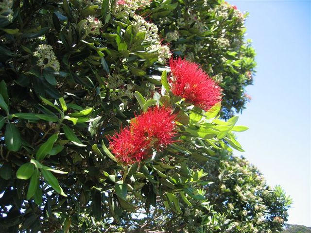 Pohutukawa Flowers for Corwin