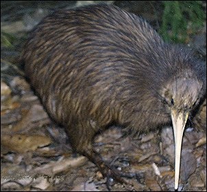 Kiwifugl