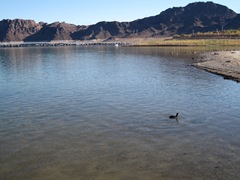 Lake Mead Duck