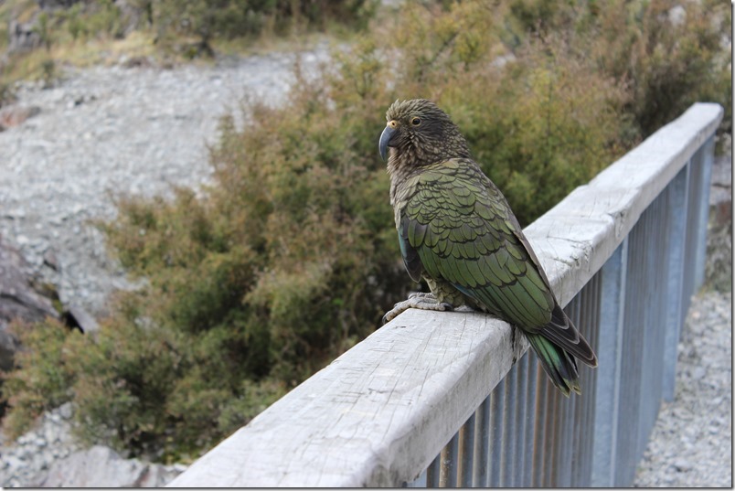 Arthurs Pass Otira Viaduct Lookout Kea Arthurs Pass Otira Viaduct Lookout Kea