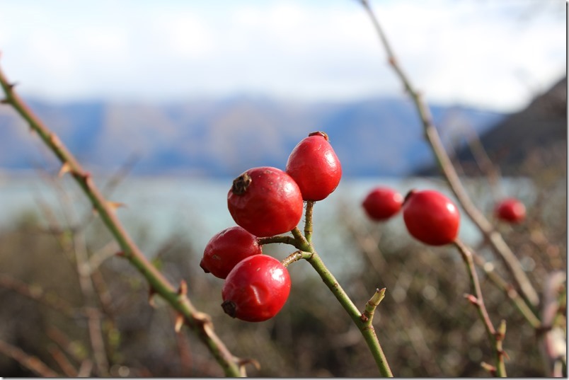 Trail side rose hips Trail side rose hips