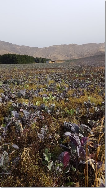 Even the cow fodder looks pretty Even the cow fodder looks pretty