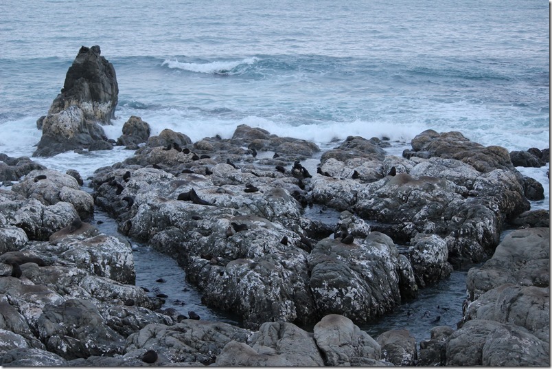 Ohau Point Seal Colony Ohau Point Seal Colony