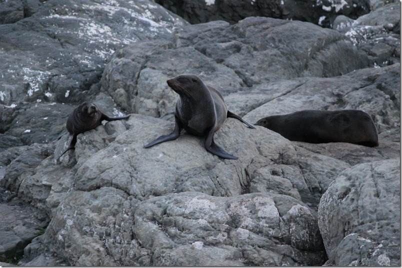 Ohau Point Seal Colony Ohau Point Seal Colony