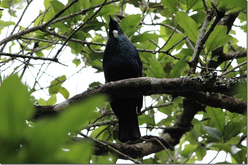 Zealandia Tui Zealandia Tui