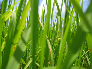 image from http://www.flickr.com/photos/48816143@N00/2460758049/ image from http://www.flickr.com/photos/48816143@N00/2460758049/