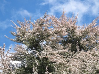 IMG_0946 IMG_0946