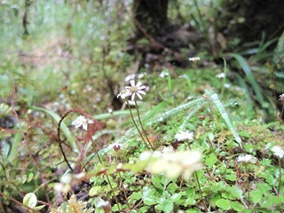 IMG_0713_thumb IMG_0713_thumb