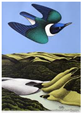 DonBinney-SwoopoftheKotareWainamu DonBinney-SwoopoftheKotareWainamu