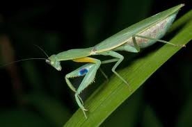 Native%20Mantis Native%20Mantis