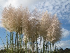 IMG_8249 IMG_8249