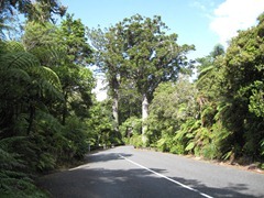 "Darby & Joan" Kauri - Waipoua Forest "Darby & Joan" Kauri - Waipoua Forest