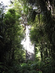 Tane Mahuta - 2000 year old Kauri Tane Mahuta - 2000 year old Kauri