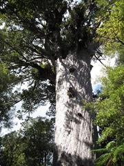Tane Mahuta - 2000 year old Kauri Tane Mahuta - 2000 year old Kauri