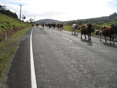 Rush hour near Herekino Rush hour near Herekino