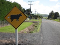 On the road to Baylys Beach On the road to Baylys Beach