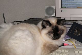 A cat on the F1 Key... A cat on the F1 Key...