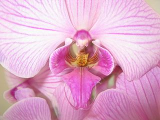 Orchid