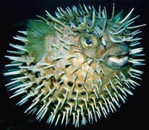 Puffer