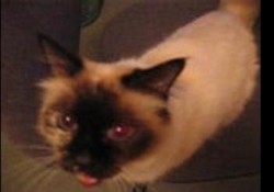 SpintheCat