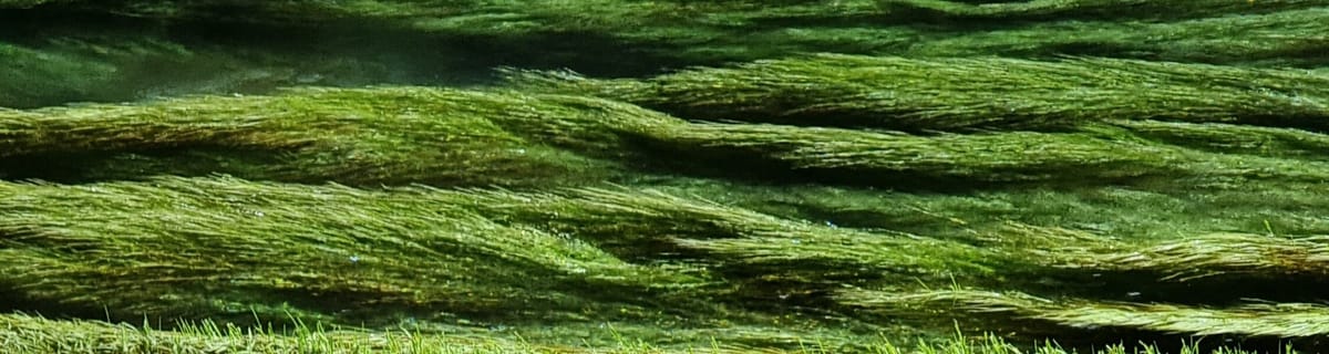 Putaruru Blue Springs & Hauraki Rail Trail | Paeroa to Wāihi | Time Out 2021-22 Waikato