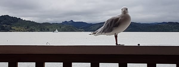 Northland Twin Coast Trail Cycle 3 | Opononi to Kaikohe via Kohukohu
