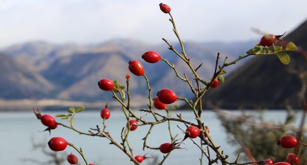 A2O Cycle Road Trip 10–Lake Ohau highlights