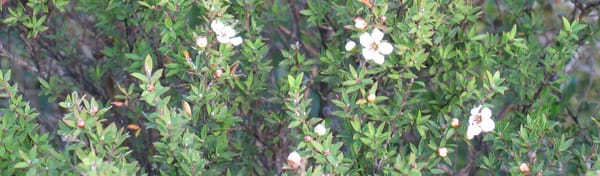 Twinings Tea, a history of manipulation and control?